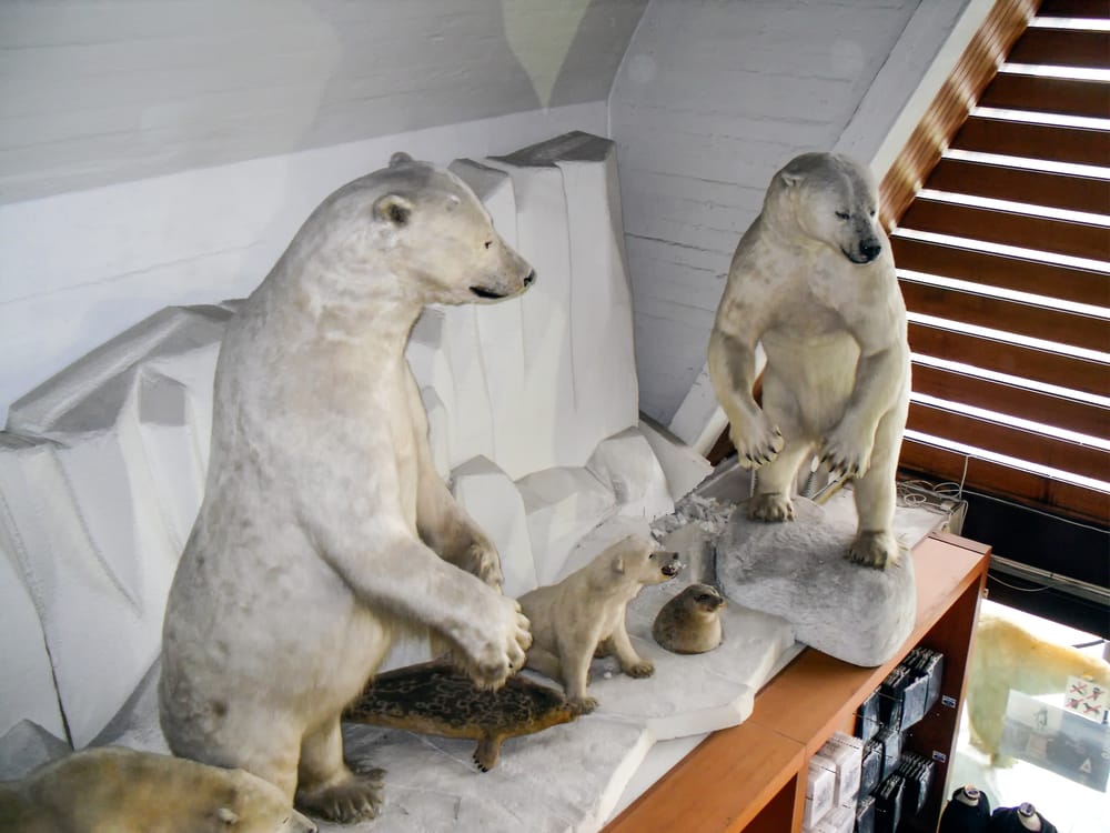 Frammuseum (Frammuseet) in Oslo, Norwegen: ausgestopfte Tiere
